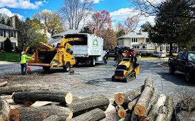 Best Palm Tree Trimming  in Federal Heights, CO