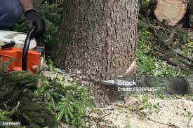 How Our Tree Care Process Works  in  Federal Heights, CO