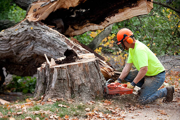 Best Hazardous Tree Removal  in Federal Heights, CO