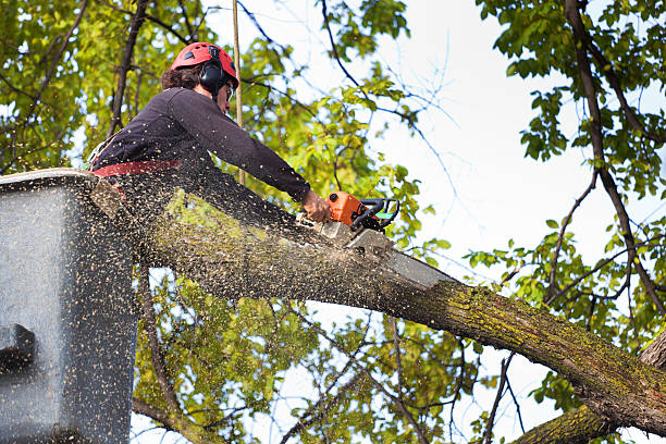 Federal Heights, CO Tree Removal Company